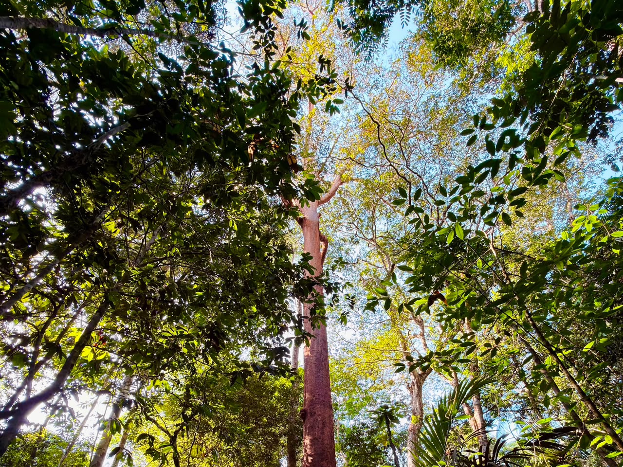 CIPEM celebra R$ 1,36 milhão do governo de MT para ciência florestal e guia inédito de espécies