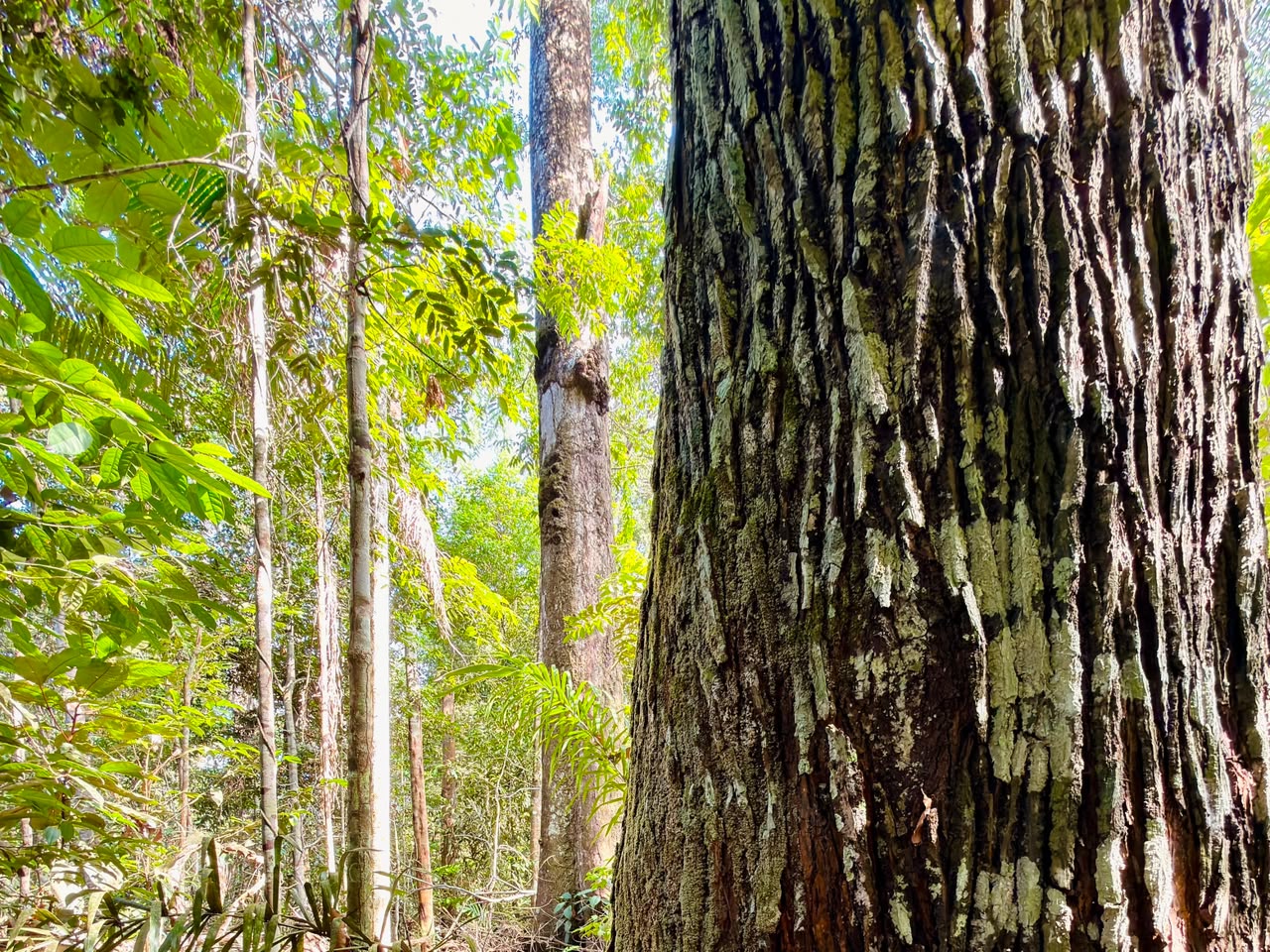 CIPEM celebra R$ 1,36 milhão do governo de MT para ciência florestal e guia inédito de espécies